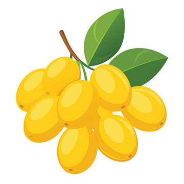 Fresh yellow hog plum fruit cluster with green leaves hanging on a small twig in a cartoon style