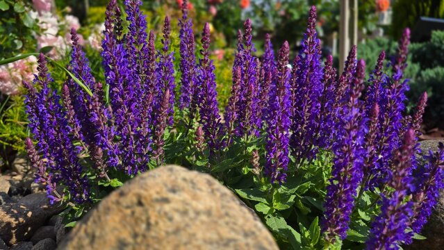 Purple salvia nemorosa sage flowers blooming behind natural rock in horizontal garden landscape
