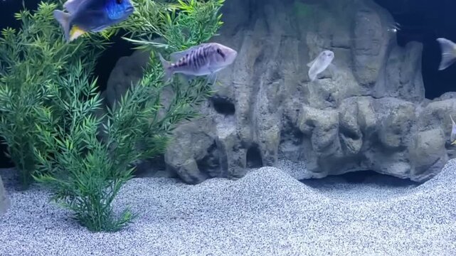 Tropical Fish Swimming in a Planted Aquarium