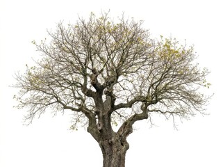 Fototapeta premium Old oak tree with bare branches and new spring leaves isolated on white background