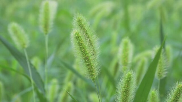Green Foxtail Grass Growing in a Meadow