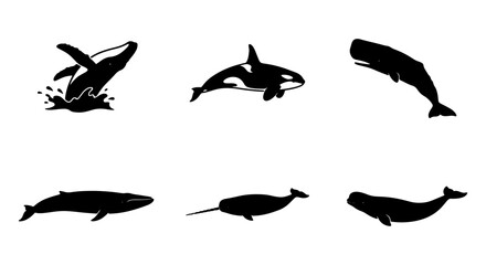 Whale and Orca Silhouettes Collection, Marine Mammal Vector Icons, Ocean Wildlife Set, Aquatic Creature Graphics © Mahfuz