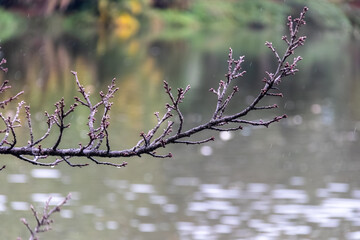 Bare tree branch extending over a calm lake during light rain. Water droplets, soft reflections and blurred background create a tranquil natural scene. © niltonemaia