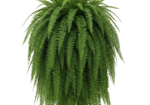 Nephrolepis Images – Browse 3,339 Stock Photos, Vectors, and Video