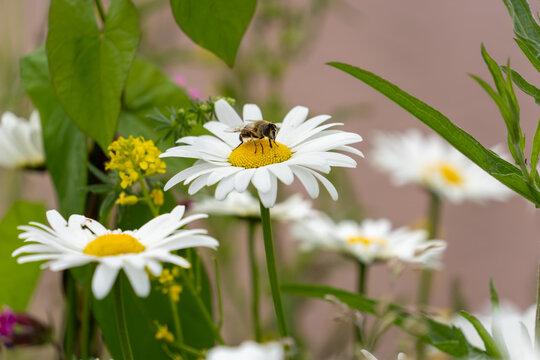 a bee is perched on one of the white marguerite blossoms in a natural blooming meadow and sipping nectar, the background is blurred