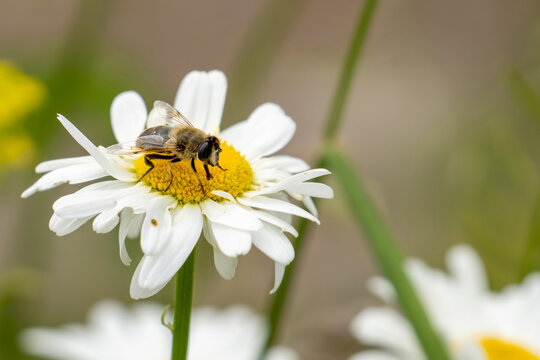 A bee is sitting on a white daisy flower, sipping nectar from the yellow tubular flowers in the center