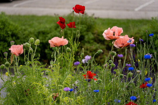 a flower-filled meadow with red and salmon-colored poppies and cornflowers, located at the side of a road in Nordenham