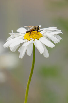 macro photo of a bee that is perched to a white marguerite blossom and sipping nectar 