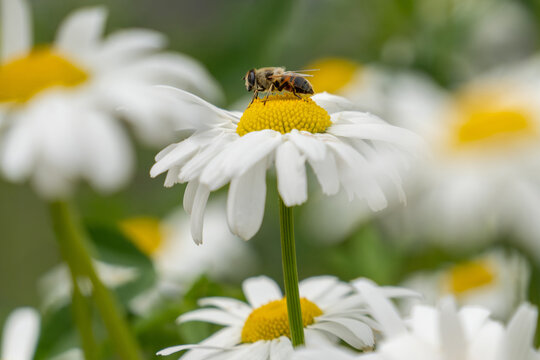 side view of a bee that is perched to a white marguerite flower in a natural blooming meadow