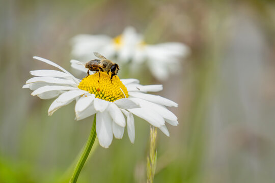 A bee is sitting on a white daisy flower that is part of a blooming meadow, sipping nectar from the yellow tubular flowers in the center,  the natural background is blurred