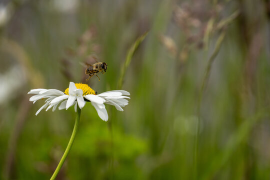 a bee is flying away from a white marguerite blossom - the natural green background is blurred