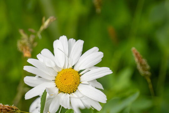 close up of a white marguerite blossom in front of natural green background during summer