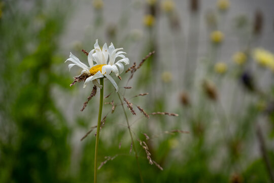 A daisy, next to which slender brownish-green stalks of sweetgrass rise up, bearing delicate flower or seed heads - behind it, a natural meadow can be seen in the distance