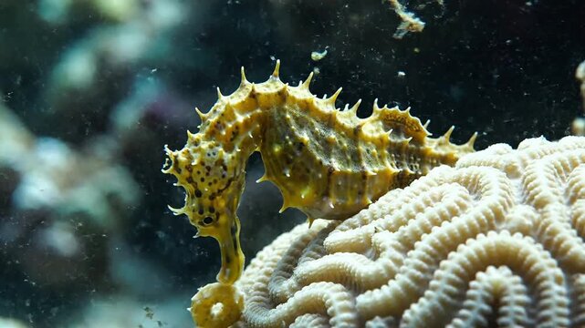 Close-Up of a Seahorse Breathing with Subtle Gill Movement on Coral Reef in Underwater Environment