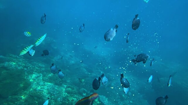 Underwater bustling reef with mixed fish, multitude of reef species including bold striped wrasse and dark tangs, complex coral formations, active grazing and gliding, soft light, Bali, Indonesia