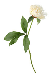 Obraz premium Beautiful peony flower with green leaves isolated on white