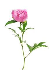 Fototapeta premium Beautiful pink peony flower with green leaves isolated on white
