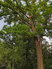 Fototapeta premium Bright green big oak tree with beautiful leaves in sunny day on blue sky background in the park. Closeup fresh summer natural frame. Nobody, no people