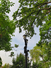 Fototapeta premium Bright green ash leaves in sunny day on blue sky background near street lamp in the park. Closeup fresh summer natural frame. Nobody, no people