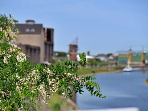  Close-up shot of blooming 
white black locust or acacia flowers and 
fresh green leaves on a branch. The 
foreground is sharp, while the 
background is softly blurred (bokeh), 
revealing an industria
