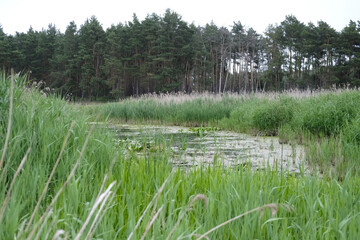 Obraz premium tree in the field. green garden in the village