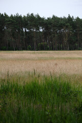 Obraz premium tree in the field. green garden in the village