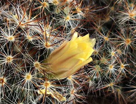 kaktus Mammillaria VETULA elongata Mamilaria gracilis