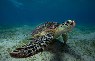 Fototapeta premium Green sea turtle, Red Sea, Egypt
