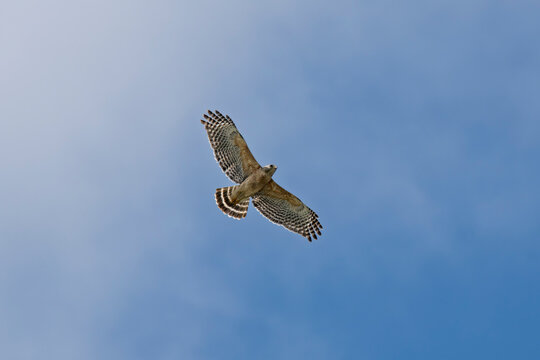 A red shouldered hawk flying in the sky seen from below