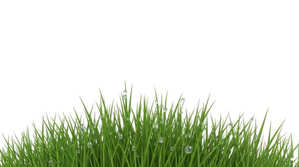 Obraz premium Tuft of vibrant green grass with clear round dewdrops isolated on a white background.