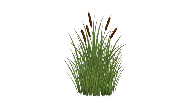 Vector illustration of green marsh grass and brown cattails isolated on a white background