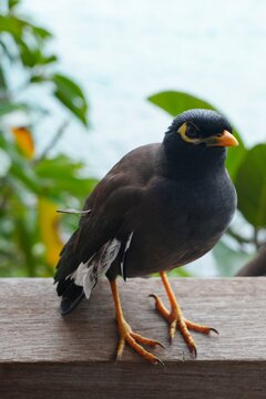 View of a common myna, or Indian mynah, bird in Mahe, Seychelles