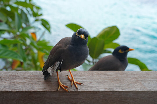 View of a common myna, or Indian mynah, bird in Mahe, Seychelles