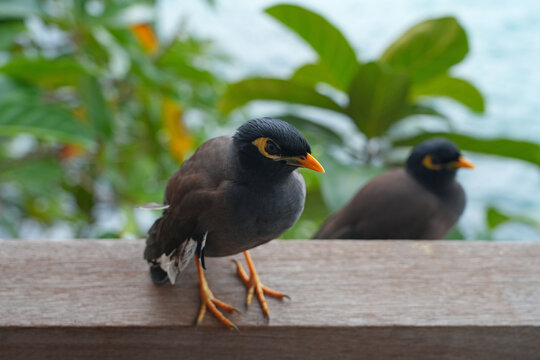 View of a common myna, or Indian mynah, bird in Mahe, Seychelles