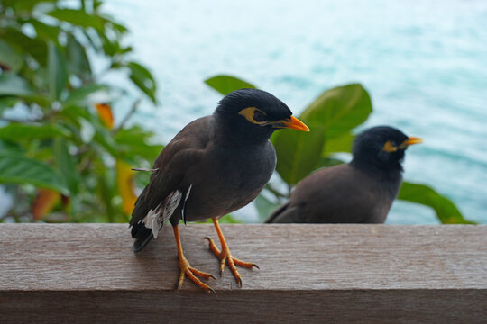 View of a common myna, or Indian mynah, bird in Mahe, Seychelles