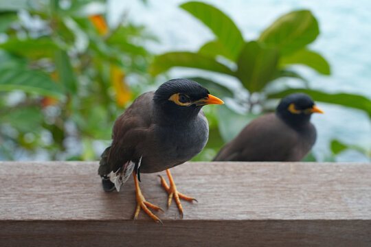 View of a common myna, or Indian mynah, bird in Mahe, Seychelles