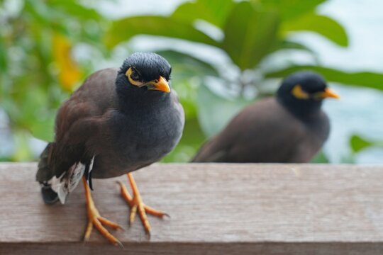 View of a common myna, or Indian mynah, bird in Mahe, Seychelles