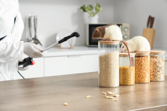 Pest control professional spraying rodents in kitchen, extermination service for home infestation and hygiene, a pest control professional in protective gear sprays a chemical solution