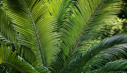 Fototapeta premium closeup of tropical palm tree leaves in a garden