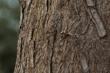 Fototapeta premium arbol