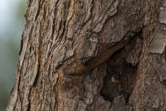 arbol