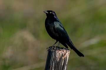 Fototapeta premium Brewer's Blackbird (Euphagus cyanocephalus)