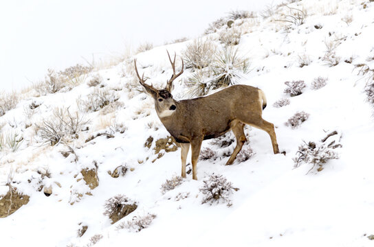 Mule Deer buck ( Odocoileus hemionus) in winter