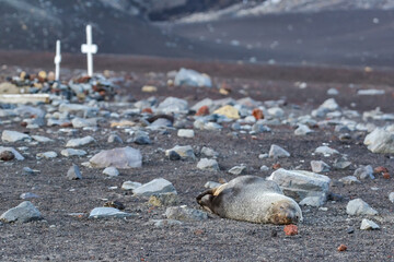 Antarctic Fur Seal Resting Near Historic Whalers Cemetery at Whalers Bay, Deception Island © Matt