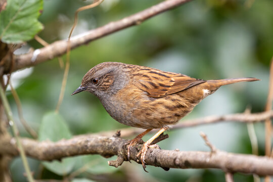 Dunnock Close-Up