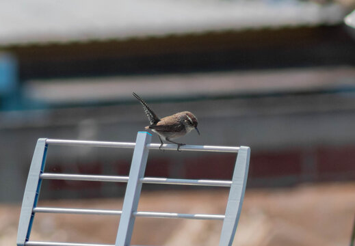 fotografia tomada en mi casa con una rebel t6 y lnt 75-300 mm iii  