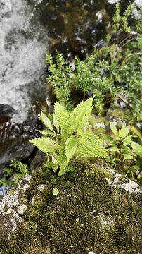 Bright green leaves grow from a moss covered rock beside flowing water, surrounded by small plants, dark wet stones, and soft natural light. The setting has a fresh woodland look with vivid greens, ea