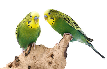 Obraz premium Bright parrots on wood against white background. Cute pet
