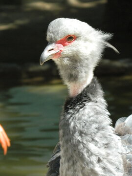 Southern Screamer Bird Close-Up Portrait Near Water