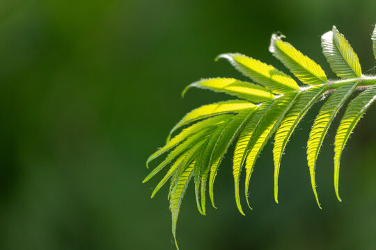 Close-up of young green sumac branch in backlight. Sunlit fresh leaves on beautiful blurred natural green background with copy space
